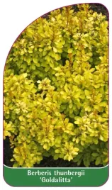 etykieta-szkolkarska-berberis-thunbergii-goldalitta-standard