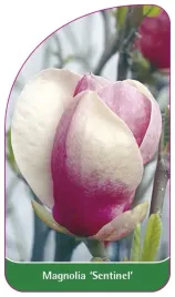 etykieta-szkolkarska-magnolia-sentinel
