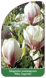 etykieta-szkolkarska-magnolia-soulangeana-alba-superba