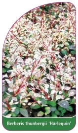 etykieta-szkolkarska-berberis-thunbergii-harlequin