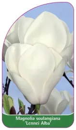 etykieta-szkolkarska-magnolia-soulangeana-lennei-alba