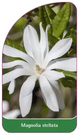 etykieta-szkolkarska-magnolia-stellata