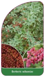 etykieta-szkolkarska-berberis-wilsoniae