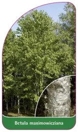 etykieta-szkolkarska-betula-maximowicziana