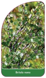 etykieta-szkolkarska-betula-nana