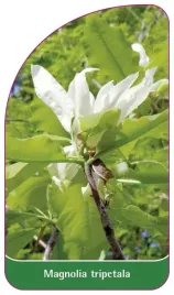 etykieta-szkolkarska-magnolia-tripetala