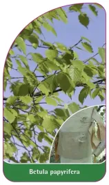etykieta-szkolkarska-betula-papyrifera