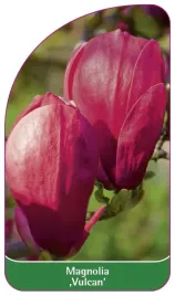 etykieta-szkolkarska-magnolia-vulcan