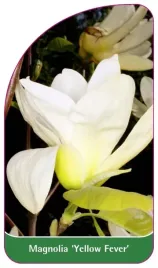 etykieta-szkolkarska-magnolia-yellow-fever-b