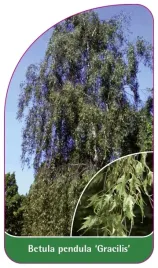 etykieta-szkolkarska-betula-pendula-gracilis