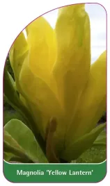 etykieta-szkolkarska-magnolia-yellow-lantern-b