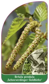 etykieta-szkolkarska-betula-pendula-schneverdinger-goldbirke