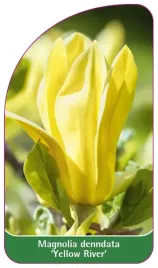 etykieta-szkolkarska-magnolia-denndata-yellow-river