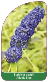 etykieta-szkolkarska-buddleia-davidii-adonis-blue