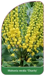 etykieta-szkolkarska-mahonia-x-media-charity