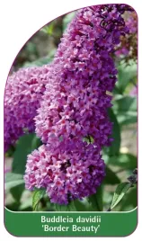 etykieta-szkolkarska-buddleia-davidii-border-beauty
