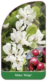etykieta-szkolkarska-malus-dolgo