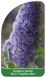 etykieta-szkolkarska-buddleia-davidii-dart-s-papillon-blue