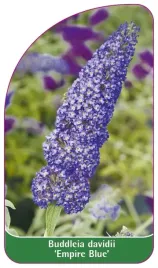 etykieta-szkolkarska-buddleia-davidii-empire-blue-a
