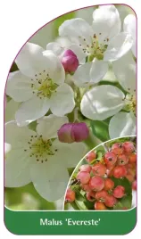 etykieta-szkolkarska-malus-evereste