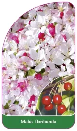 etykieta-szkolkarska-malus-floribunda