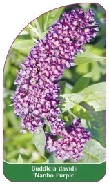 etykieta-szkolkarska-buddleia-davidii-nanho-purple