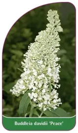 etykieta-szkolkarska-buddleia-davidii-peace