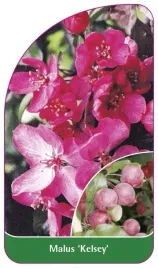 etykieta-szkolkarska-malus-kelsey