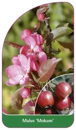 etykieta-szkolkarska-malus-mokum