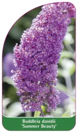 etykieta-szkolkarska-buddleia-davidii-summer-beauty