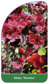 etykieta-szkolkarska-malus-nicoline