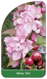 etykieta-szkolkarska-malus-ola