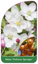 etykieta-szkolkarska-malus-professor-sprenger
