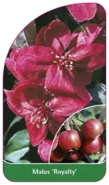 etykieta-szkolkarska-malus-royalty