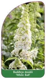 etykieta-szkolkarska-buddleja-davidii-white-ball