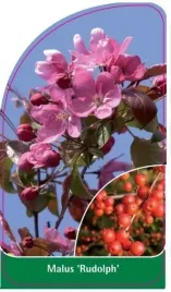etykieta-szkolkarska-malus-rudolph-b