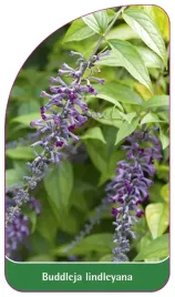 etykieta-szkolkarska-buddleja-lindleyana