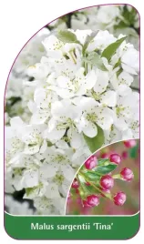 etykieta-szkolkarska-malus-sargentii-tina
