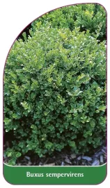 etykieta-szkolkarska-buxus-sempervirens-a