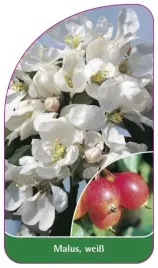 etykieta-szkolkarska-malus-weiss