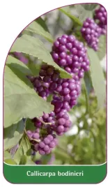 etykieta-szkolkarska-callicarpa-bodinieri