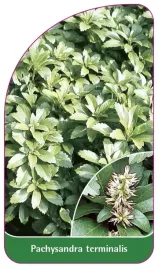 etykieta-szkolkarska-pachysandra-terminalis