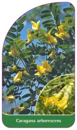 etykieta-szkolkarska-caragana-arborescens
