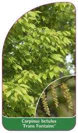 etykieta-szkolkarska-carpinus-betulus-frans-fontaine