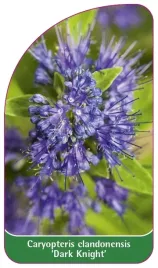 etykieta-szkolkarska-caryopteris-clandonensis-dark-knight