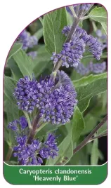 etykieta-szkolkarska-caryopteris-clandonensis-heavenly-blue