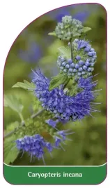 etykieta-szkolkarska-caryopteris-incana