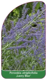 etykieta-szkolkarska-perovskia-atriplicifolia-lacey-blue