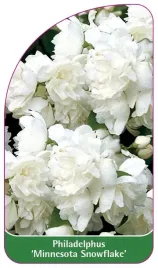 etykieta-szkolkarska-philadelphus-minnesota-snowflake