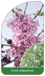 etykieta-szkolkarska-cercis-siliquastrum